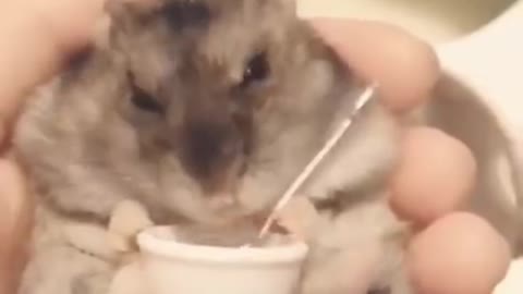 Amazing Bond Cute Rabbit Eating Compilation