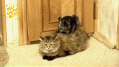 Funny videos of dogs, kittens and other animals 011