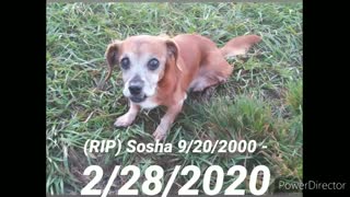 My 19 year old dog died