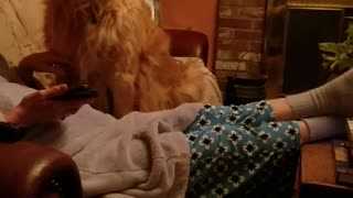 Labrador dog sits on owner's recliner and howls at tom brady