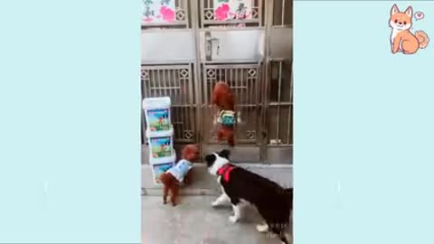 Lindos perros divertidos e inteligente
