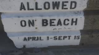 Revere Beach no dogs allowed