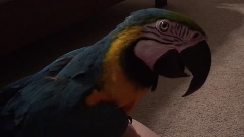 Charley The Macaw And The Imposter