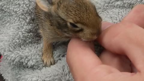 A co-worker of mine is nursing a baby bunny they found. little bean just opened it's eyes today. 😍