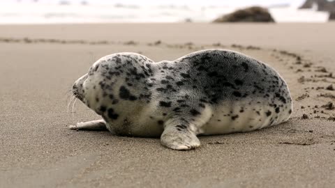 Bearded seal, Spitsbergen.