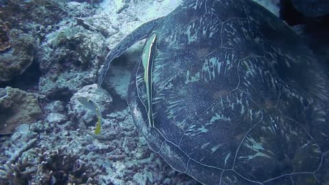 Green Turtle (Chelonia mydas) washing itself with the help of the fish around it