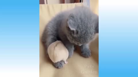 funny and cute pet compilation