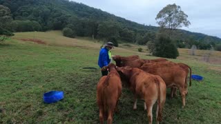 58- Weaned Calves, been 2 weeks now. 6. 8. 2022