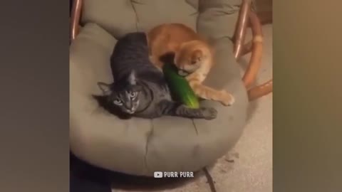 Cucumbers Are Cat's Enemy - tom and cucumber