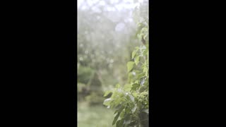 Calm Rain Video