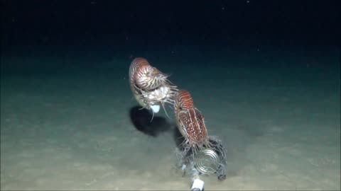 Two larger adult Nautilus and one juvenile Nautilus