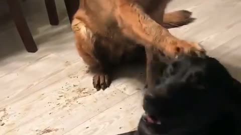 German Shepherd points out her best friend