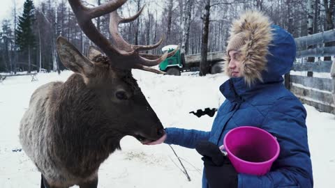 Young woman and deer in the winter forest. Woman feeds deer