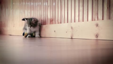 Cute Munchkin Kitten Running and Playing with His Favorite Toys!