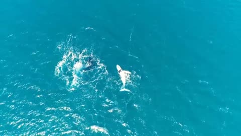 Drone spearfishing . Spider wasp sting + mating whales