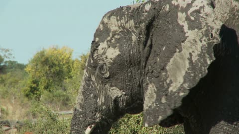 Mud Covered Elephant