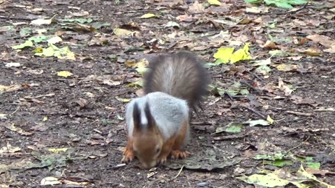 Squirrel Entertainment Video