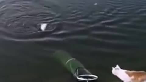 Fisher cat surprises people on the lake. FUNNY & CRAZY 😅