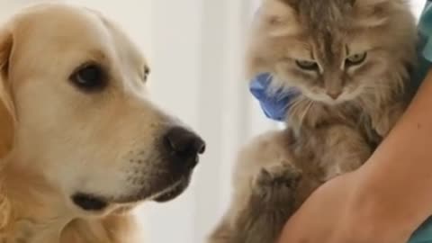 a dog sitting pretty waiting for a cat friend to be examined by a doctor