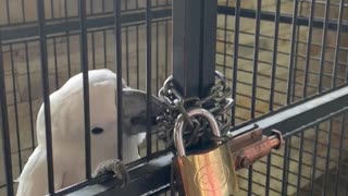 Adorable parrot trying to escape… So cute, so smart…