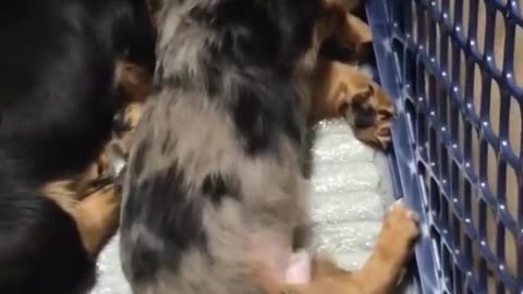 Puppy hugs his brother who is having a nightmare.