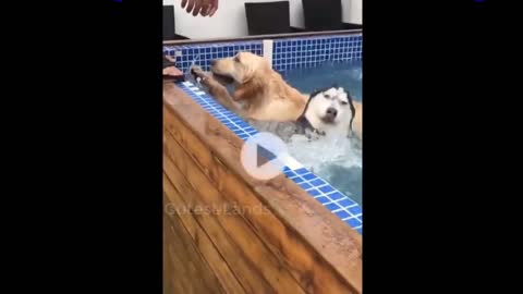Best Cats and Dogs Compilations! Don't try to hold back Laughter