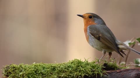 robin bird