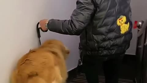 Golden Dog does a really amazing job of helping and saving others