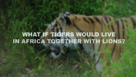 Could Tigers Live in Africa With Lions and Hyenas_Cut_Cut.mp4