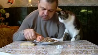 Cat Sees Sausage On Owner’s Plate And Wants To Steal It From Dad