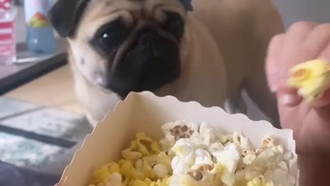 Movie night the pug marve want my popcorn 🍿