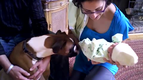 Amazing Dogs Meet Newborn Babies First Time | Dog Love Baby Video Compilation