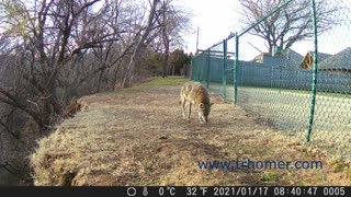 Backyard Coyote Sighting - Game Camera