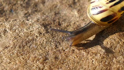 Video of a snail taking a race against itself