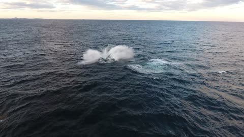 Epic drone whale watching near Woopi, Australia