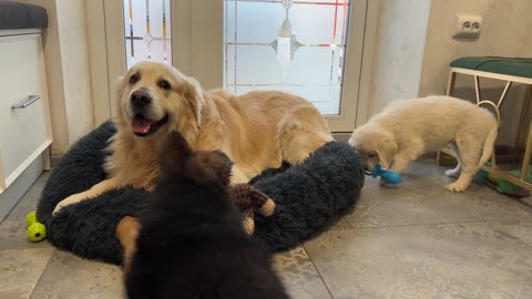 Golden Retriever Shocked by Puppies occupying his bed!