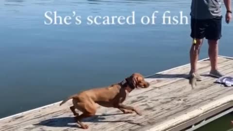 Doggy ironically spooked of small fish