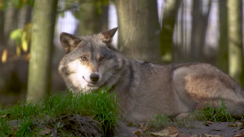 Wolf Canine Predator Animal