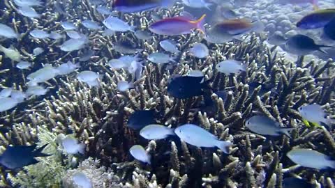 Diving at siaba besar Starting over the coral, and ending up looking for small things in the sand!