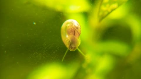 Detritus Worm hitches a ride on Feeding Water Snail 🐌