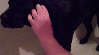 Luci Lu Deer Poop Bath Part 1