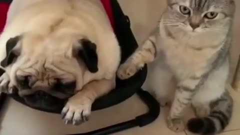 Dog and Cat most funny video 🐈🐕‍🦺🤣