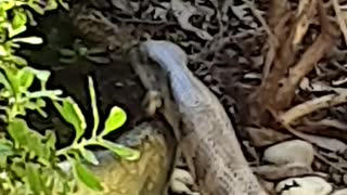 Aussie Blue tongue lizard