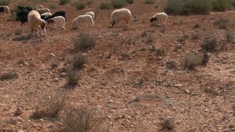 Little Lamb Running To Her Mother