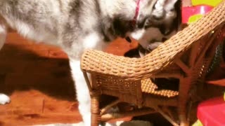 Husky VS Kitten