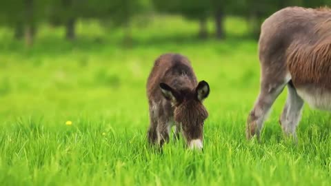 This is a pony on the prairie