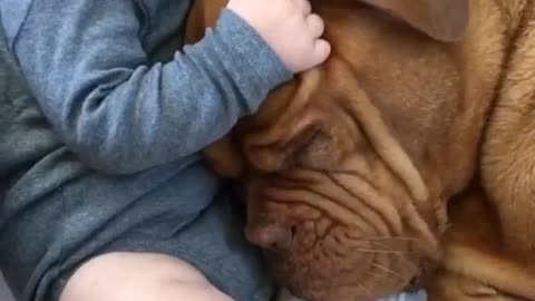 Bebé y perro comparten un increíble vínculo