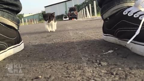 Cute Stray Kitten Follows Human Around Everywhere!