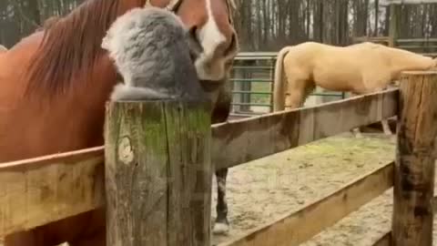Amazing relationship between a horse and a cat