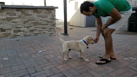 Labrador Puppy Learning and Performing Training Commands | Dog Showing All Training Skills